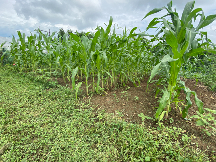 Garden Park Corn