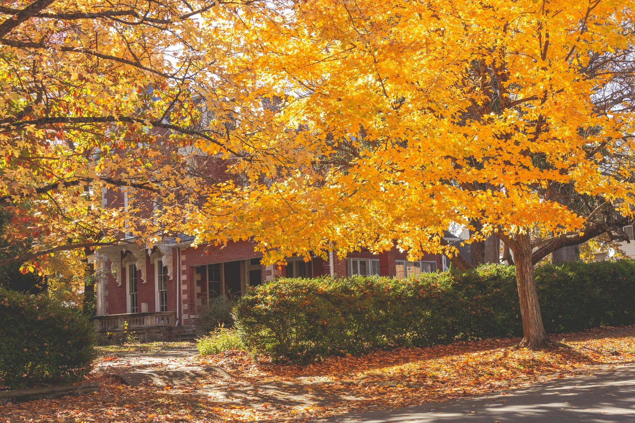 Fall Foliage Photo Submission
